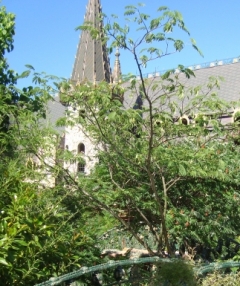 Мима Мамарова