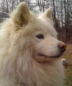 Белла Донна