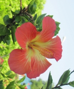 Веселина Кръстева