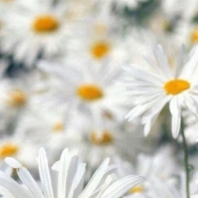 Боряна Тошева