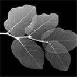 Марина Константинова