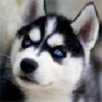 Петър Тачев