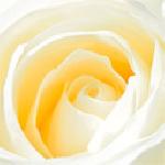 Капка Ставрева