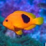 константин вълчев 