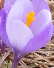 лена попова