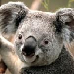 Калина Атанасова Вълкова Панталеева