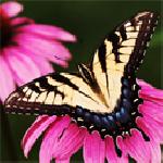 Пенка Пеева