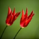 Красимира Ненова