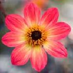 Красимира Петкова