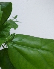 Мая Христозова