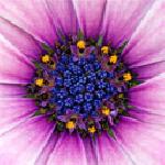 йонка райкова