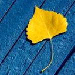 Карамфила Икономова