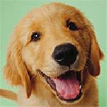 Петя Янкова