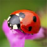 Нели Тодорова