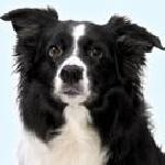 Искрена Стайкова