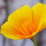 Моника Байданова