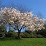 Кинка Илиева