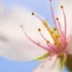 Петрана Георгиева