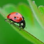 Мария Райкова