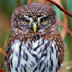 Радослав Атанасов