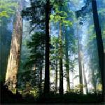 Маргарита Радева