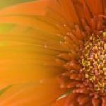 Мирослава Цонева