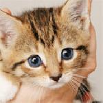 РАДОСТИНА СВИЛЕНСКА