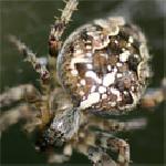 радостина здравкова-Стойчева