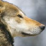 Мила Людмиложа Лазарова