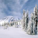 Орхидея Иванова