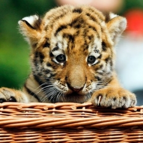 Мариана Ташутева