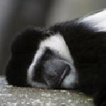 Радосвета Динева