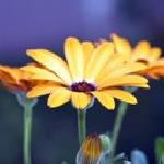 Лили Чудото