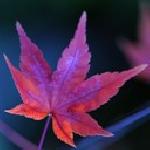 Мария Ангелова