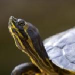 Николай Иванов