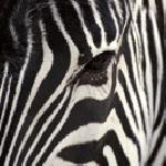 Надя Орешкова