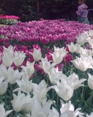 Марияна Беличовска