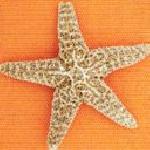 Йорданка Даковска-Цоньовска