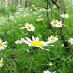 Люба Пашова