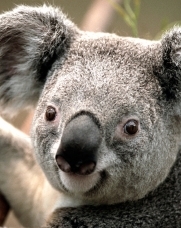 лара куршума