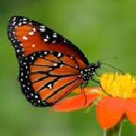 Пенка Пеева